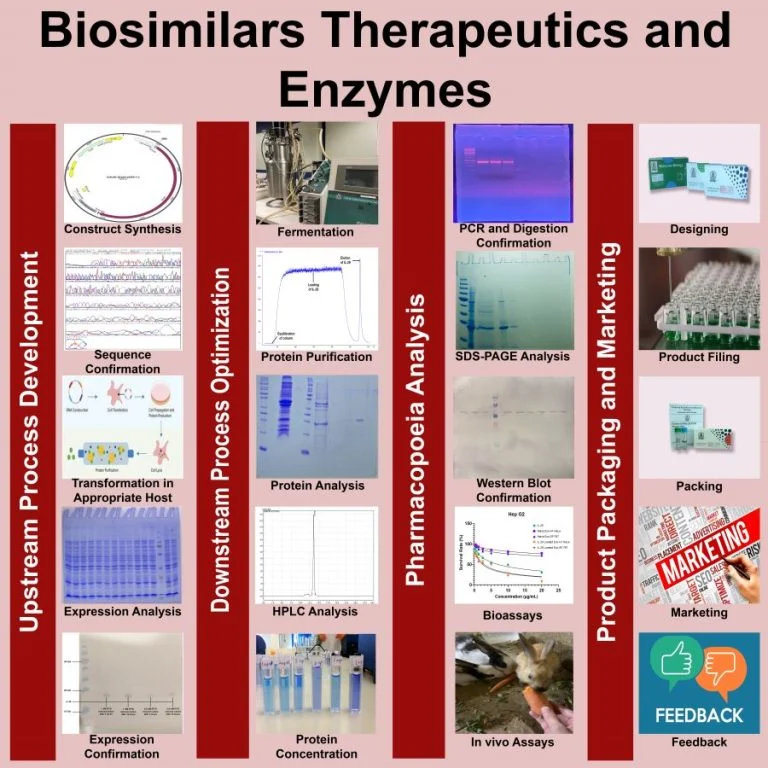 Diagram of the biosimilars and enzymes production pipeline, from construct synthesis and fermentation through downstream purification, pharmacopoeia analysis and product packaging