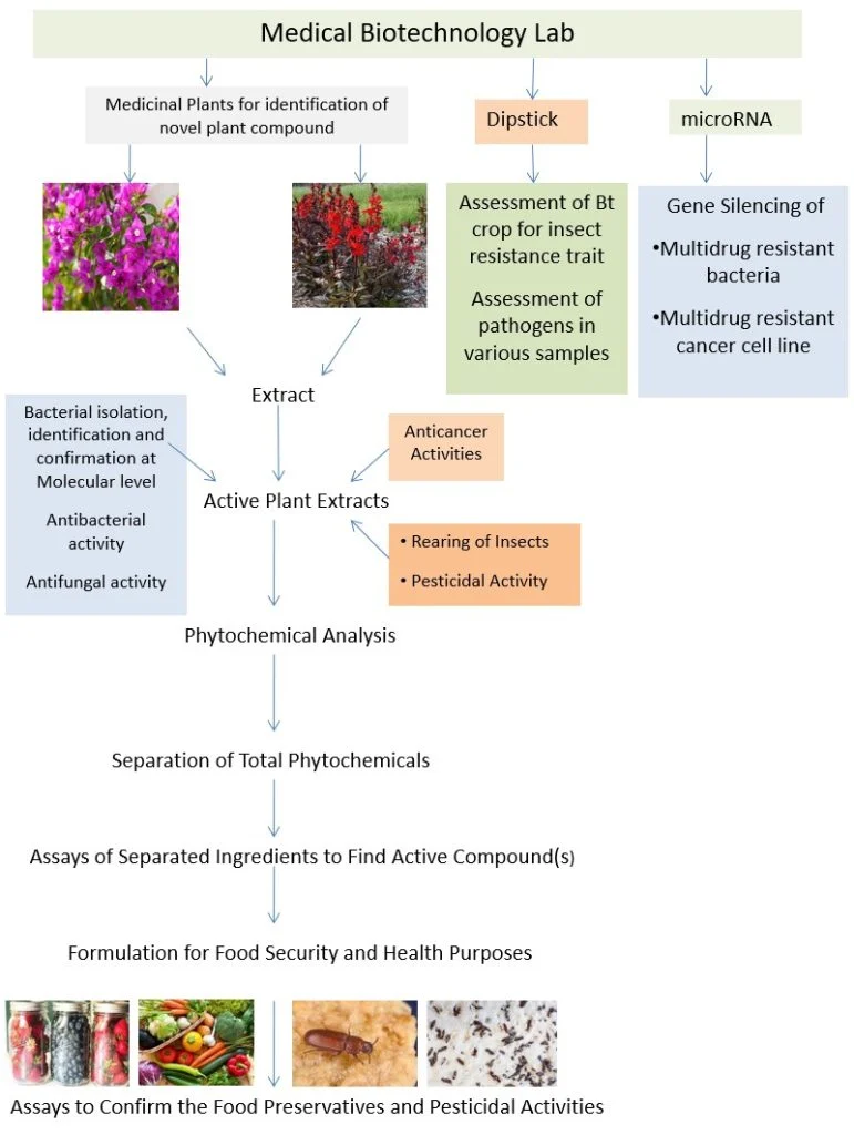 Medical Biotechnology Lab research workflow diagram, from medicinal plant extraction through phytochemical analysis to food preservative and pesticidal activity assays