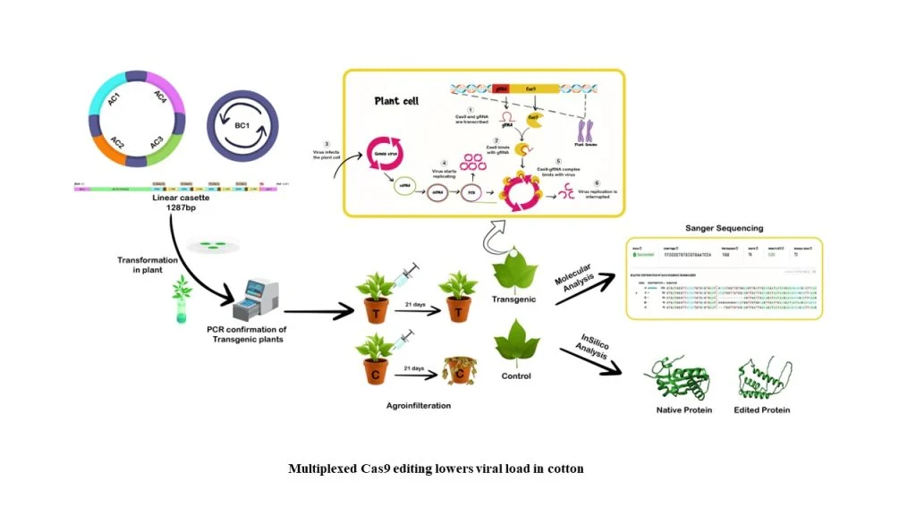 Diagram of multiplexed CRISPR Cas9 genome editing lowering viral load in cotton, from linear cassette transformation through PCR confirmation to Sanger sequencing analysis