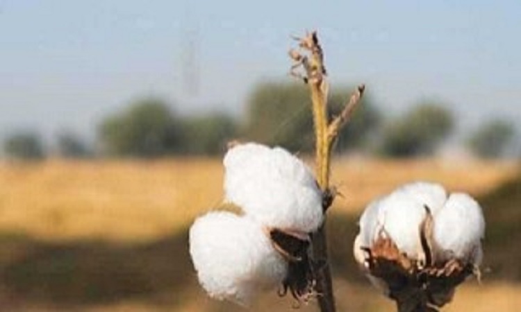 PU scientists develop new variety of cotton (22 of 27)